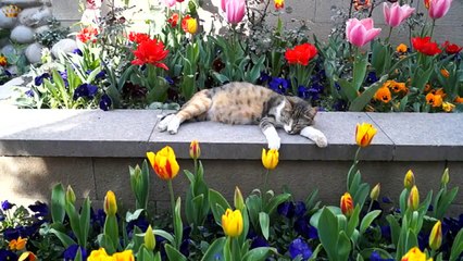 101 Funny Cats in Istanbul, Turkey