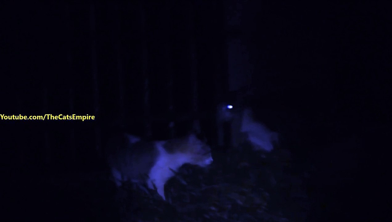 Extreme cat fight with very loud angry scary meows !