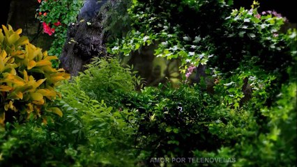 Coração Indomável - Vinheta de Encerramento (SBT, 2015) - FULL HD