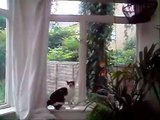 Slow motion cat jumps up window without curtains!