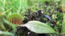 Venus Fly Trap Dionaea Muscipula - Cultivar 'Cupped Trap'