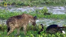 LADY LIONESS?s JOURNEY