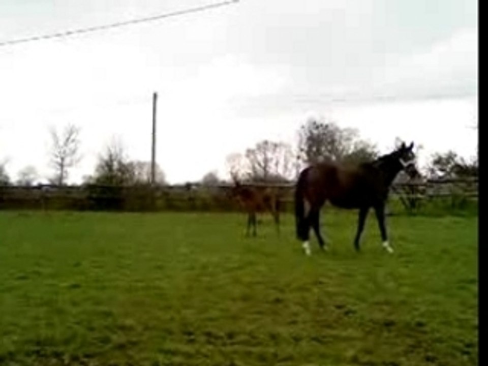 Boreal d'Evaille poulain