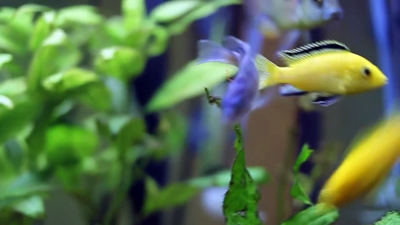 Cichlid Aqurium 20 Gallon Fish tank