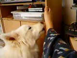 My dog licking my foot