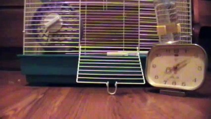 Experimento con un hamster