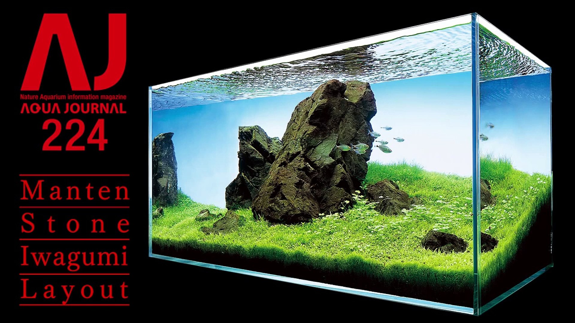 Ada View In Conjunction With Aj224 90cm Tank Manten Stone Iwagumi Layout Video Dailymotion