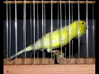 DESCARGAR CD CANTO DE MALINOIS