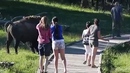 OMG!!! Don't mess with the Wild Bison Bull