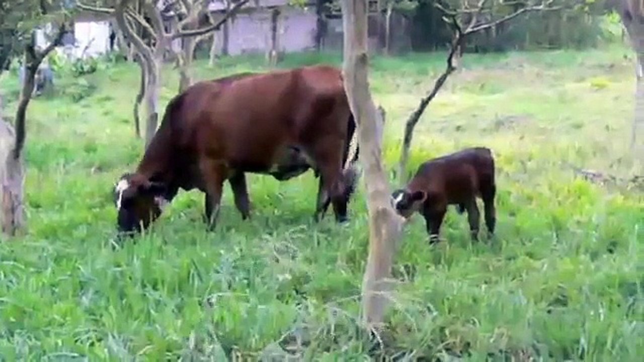 Mindo, Ecuador "Cloud Forest"