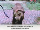 Slow Motion Wet  Dog Shake Analysis.mp4