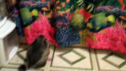 The Chinchilla strikes again ;)