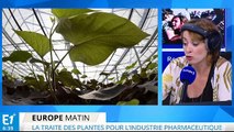 La traite des plantes pour l’industrie pharmaceutique