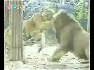 Lion vs Tiger: Comparisons Pt.1