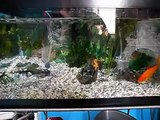 Update On The Battery Powered Aquarium. What To Do When Your Electric Goes Out On Your Fish Tank.