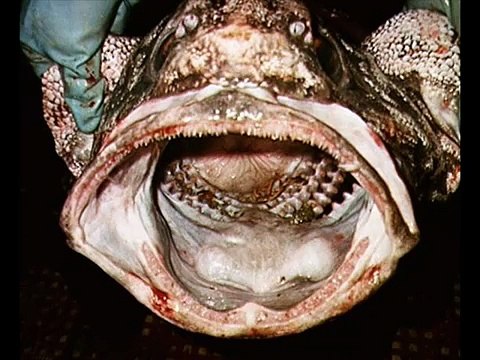 Strange ghosts, demons, mermaids, animal creatures