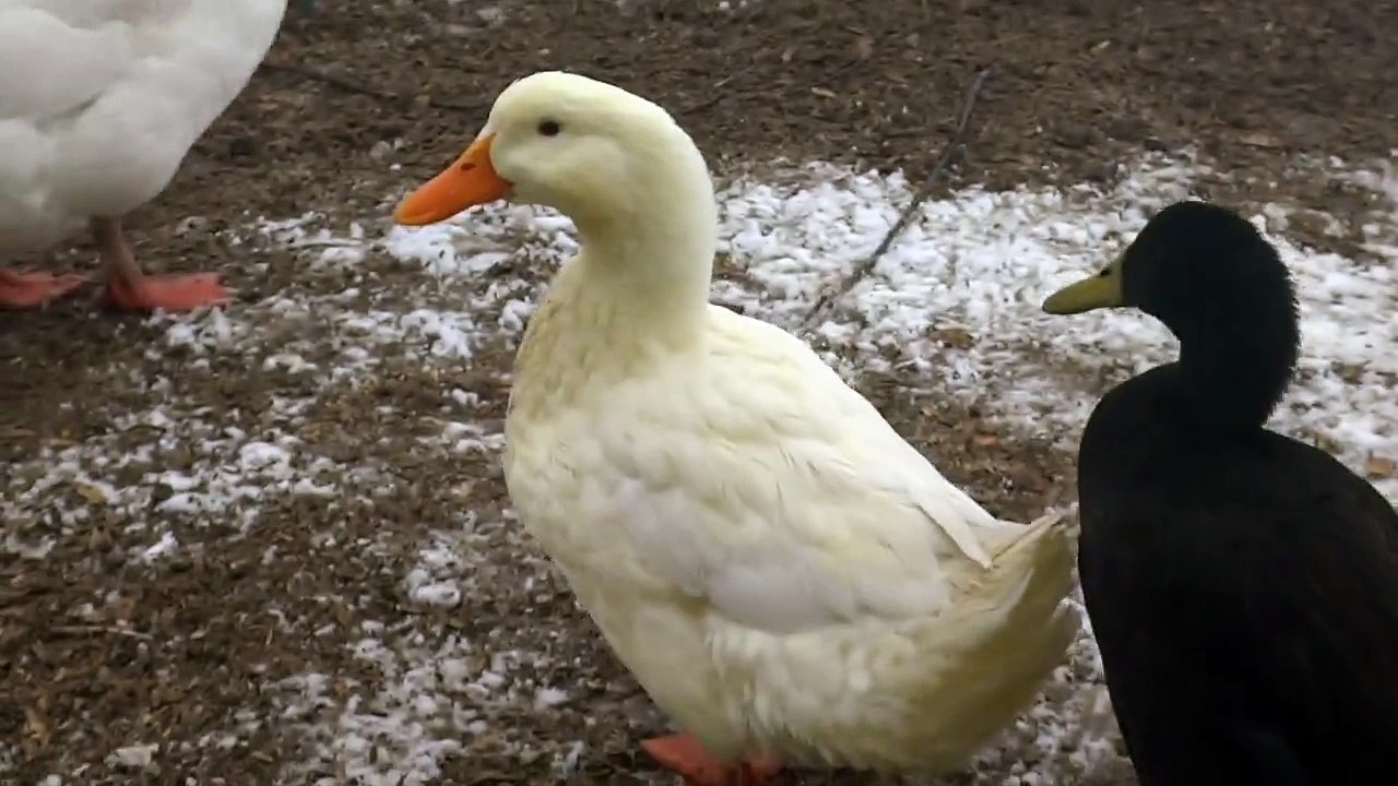 Pekin Duck Quacking