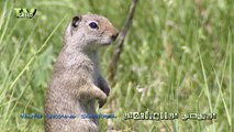 Wild Peers: Uinta Ground Squirrel - spermophilus armatus