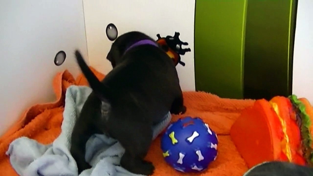 32ème vidéo Chiot n°3 Femelle de la 20ème portée de Staffordland