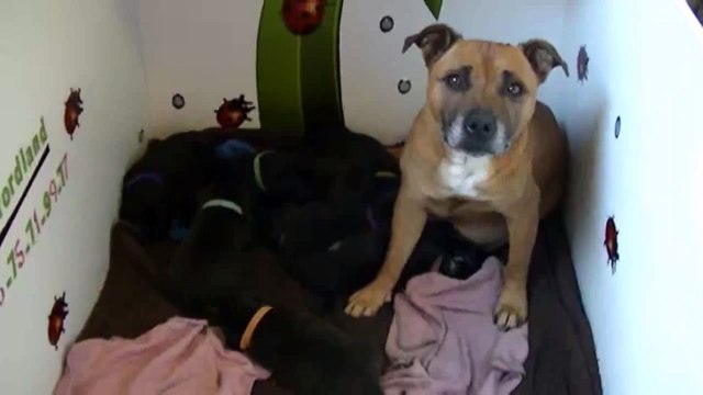 35ème vidéo des chiots Staffies de la 20ème portée de Staffordland