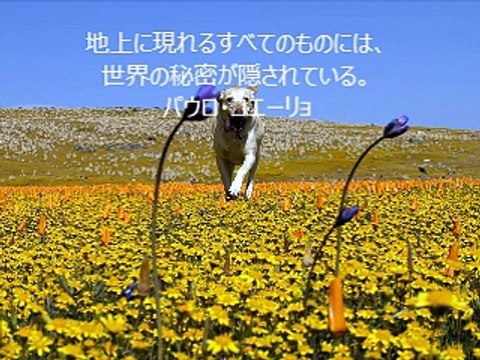 探求心をくすぐられる名言【パウロ・コエーリョ】～本沢拓真（経営アドバイザー）が随時アップ