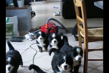 Portée Miss x Blackfoot juin 2015 6 semaines