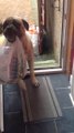 Dog Helps Carry Shopping Bags Into The House