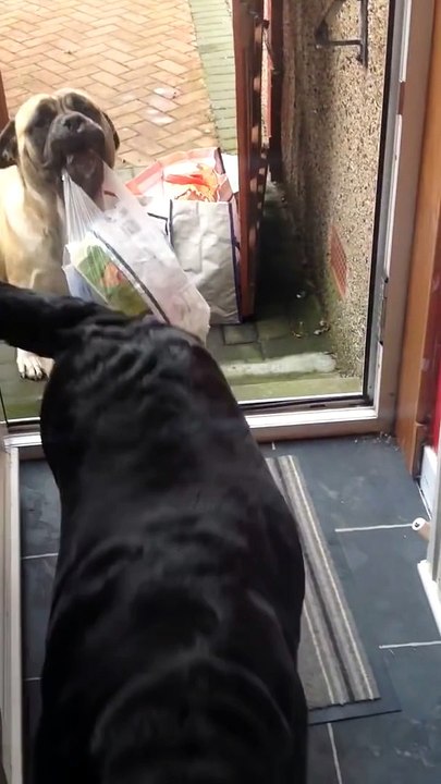 Des chiens aident leur propriétaire à porter les sacs de courses!