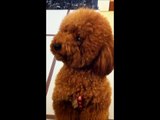 Toy Poodle Begging For Food (CUTEST TRICK EVER!!)