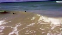 Des requins nagent à quelques mètres d'une plage en Floride