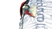 Rotator Cuff - Shoulder Muscles Anatomy