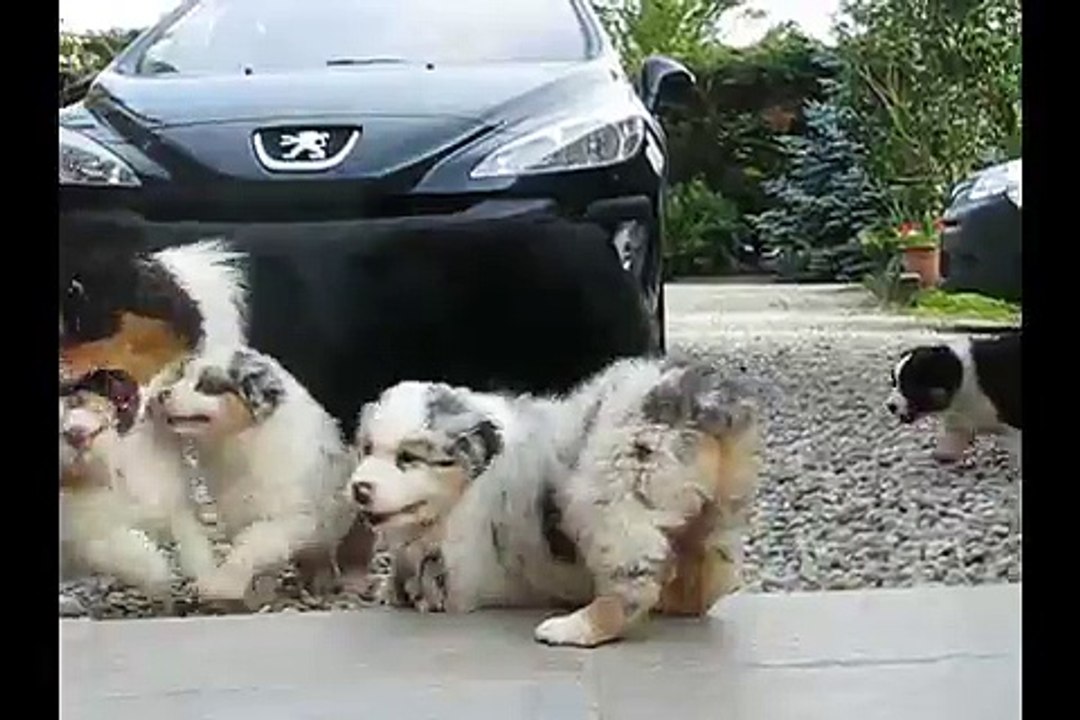 Portée Spencie x Green Day 6 semaines