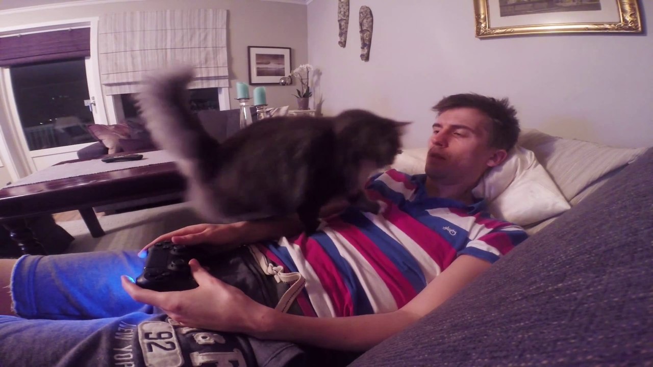 Quand ton chat t'empêche de jouer à la PS4 ! Playstation 4