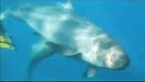 Divine Human/Pseudo Orca Interaction!! You must see this!! - Drake Bay, Costa Rica