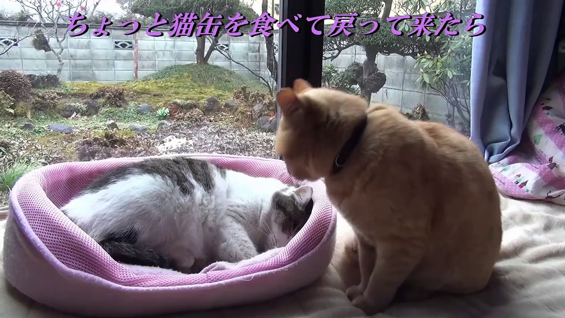 ⁣【とらの場合～少しだけ癒される猫の物語】　If the Tora～Cat a little soothing story