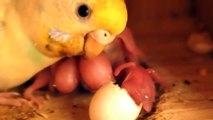 セキセイインコ　卵と母