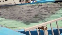 Dolphins in Swimming on Roof of 