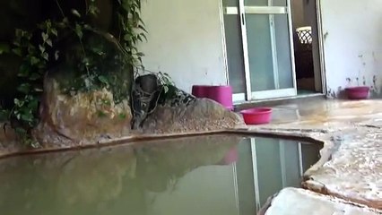 東京から気軽に行ける混浴温泉！内湯はこんな感じ！もっと温泉に行こう！ mixed bathing onsen