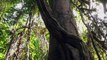 UWM Spotlight on Excellence: Rainforest Research