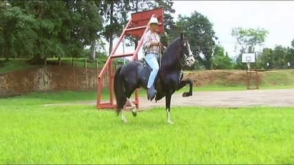 Caballo Costarricense de Paso (GALAN)