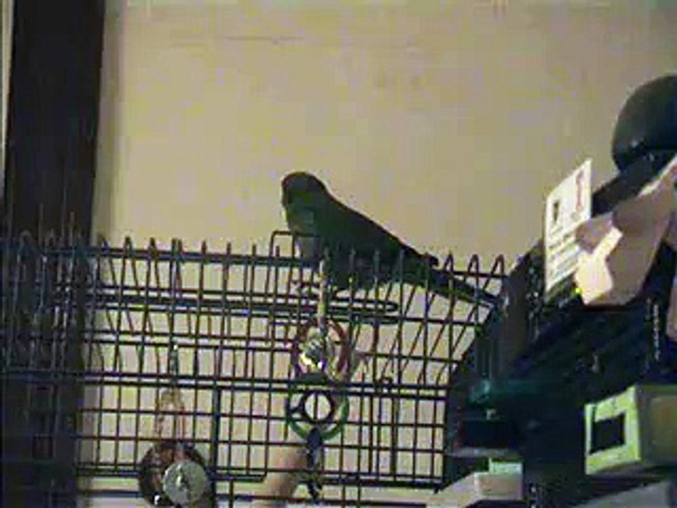 Cricket the Kakariki - Talking