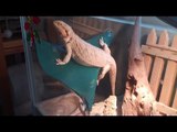 Bearded Dragons play in the Sun