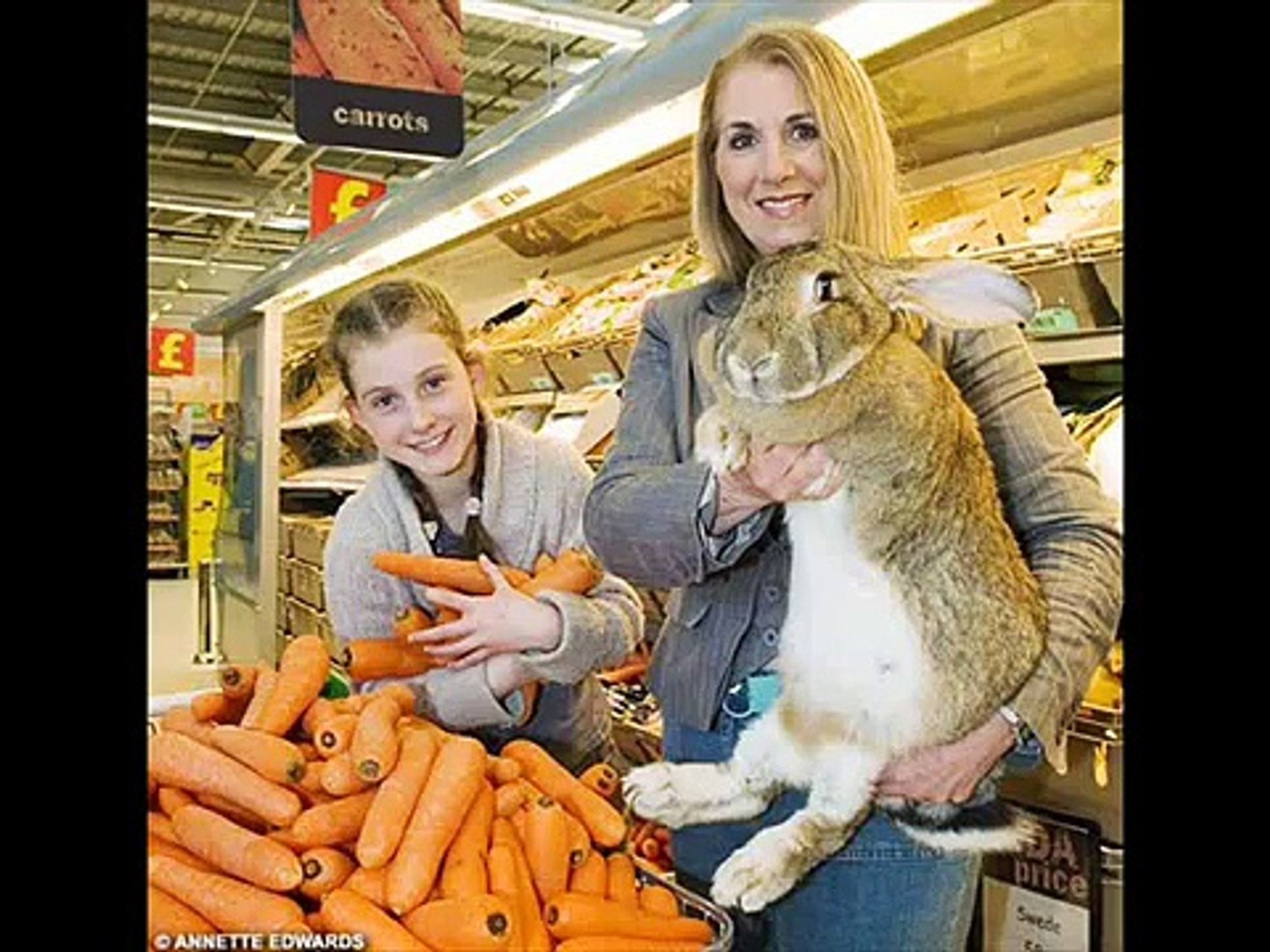 Unbelievable rabbits