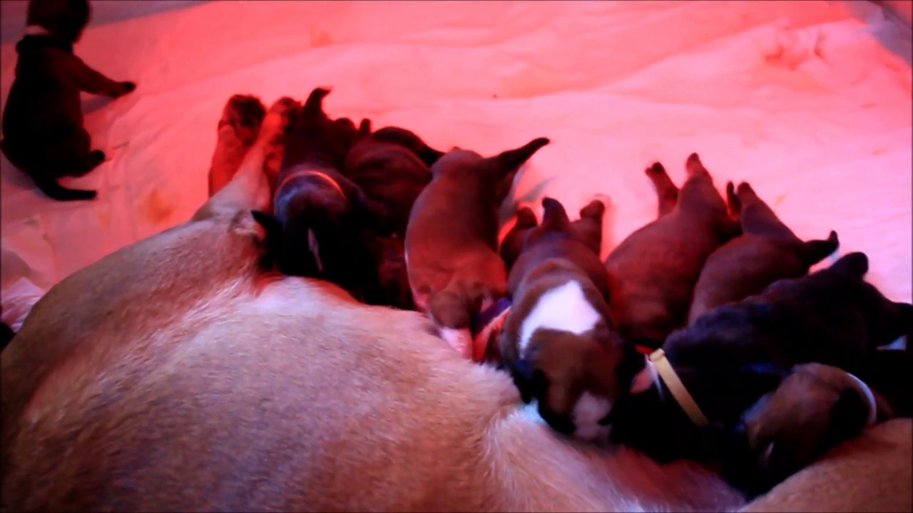 Les mini Steppois à 14 jours, 2015-06-16 (IOWA du RANCH de la RIVIERE ESPERANCE X GIOTTO du DOLON / Portée des "L" 2015)