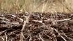 mieren LEVEN EN DOOD in het bos: bosmieren en kadaver (met geluid)