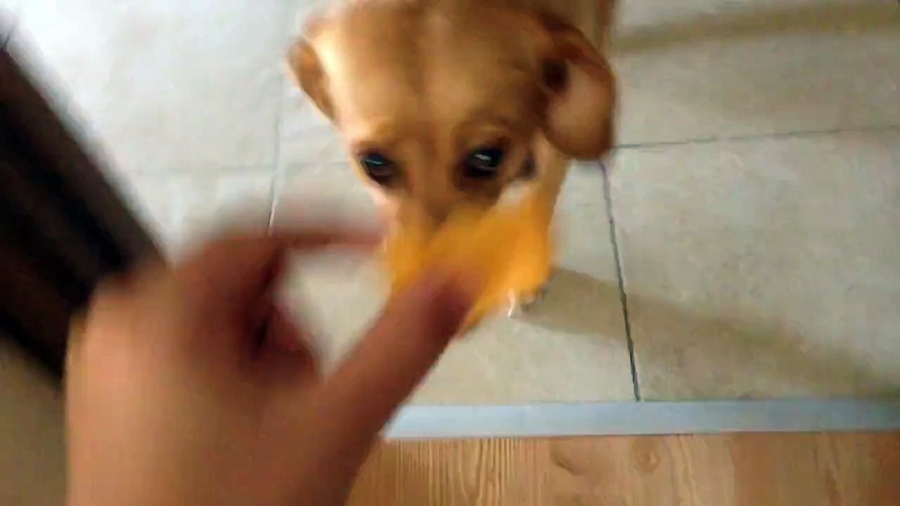 Dog gone wild
