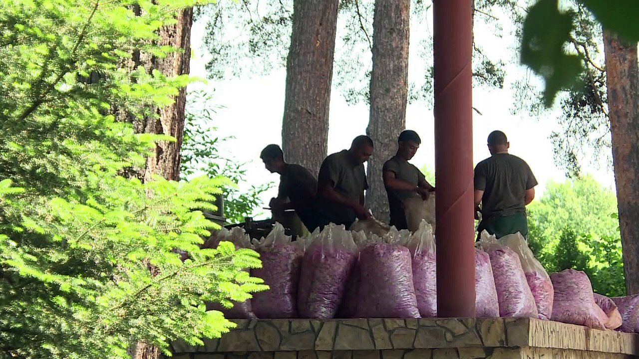 Rosige Aussichten für Bulgariens Rosenölindustrie