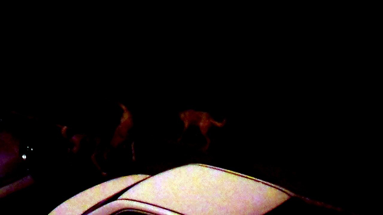 köpekler