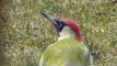 Grünspecht pickt auf Rasen, Green Woodpecker on the Grass, Picus viridis
