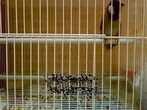 Birds sings Bulbul بلبل يغرد بلبول يغرد